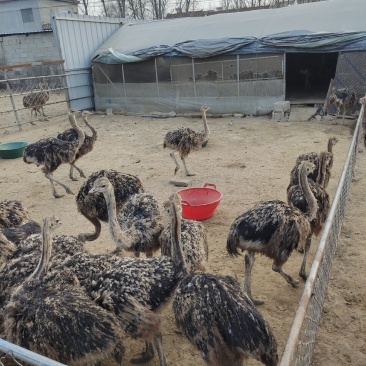 广西柳州哪里有养非洲鸵鸟的鸵鸟苗价格多少