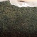 蒲公英茶叶，大量有货欢迎电话联系沟通洽谈合作