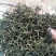 蒲公英茶叶，大量有货欢迎电话联系沟通洽谈合作
