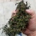 蒲公英茶叶，大量有货欢迎电话联系沟通洽谈合作