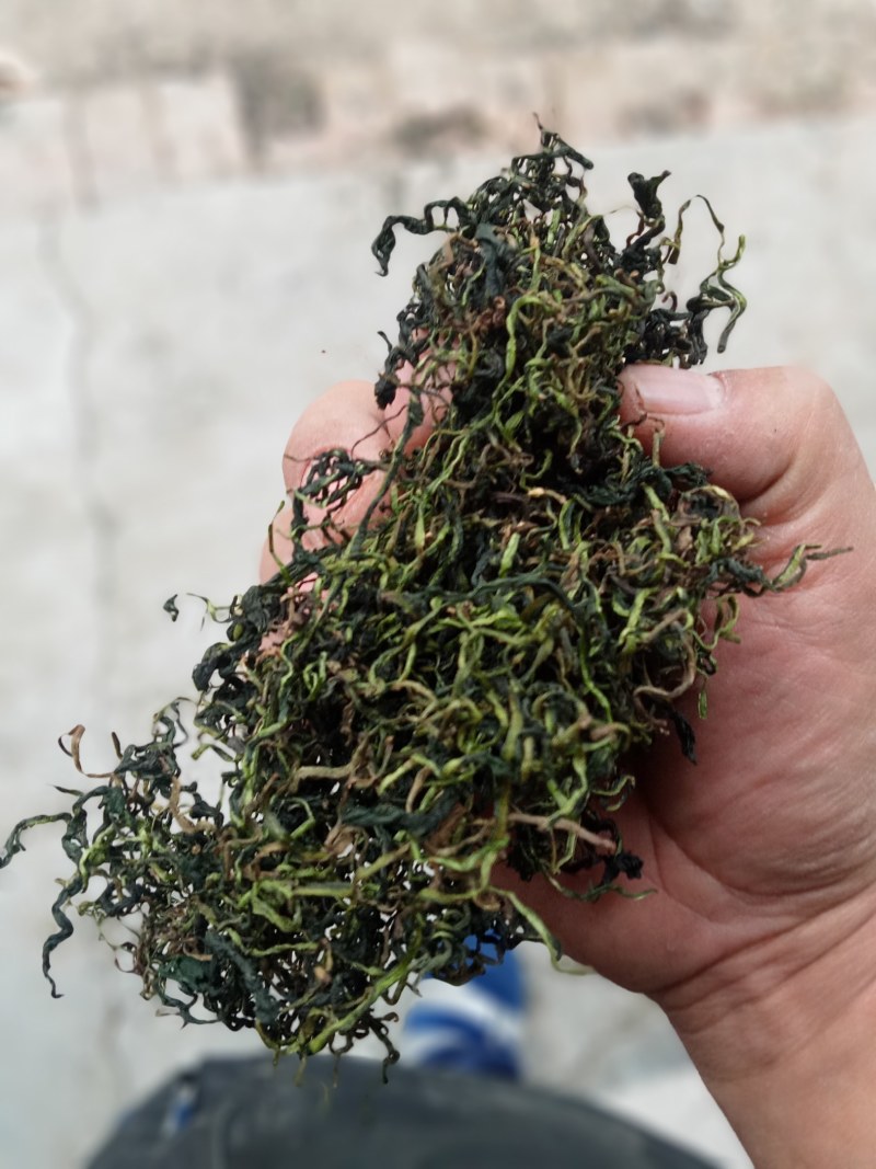 蒲公英茶叶，大量有货欢迎电话联系沟通洽谈合作