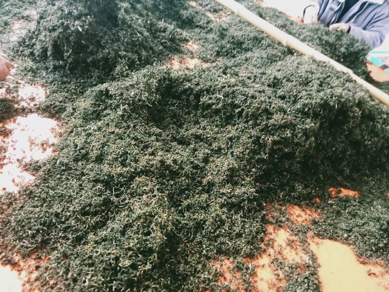 蒲公英茶叶，大量有货欢迎电话联系沟通洽谈合作