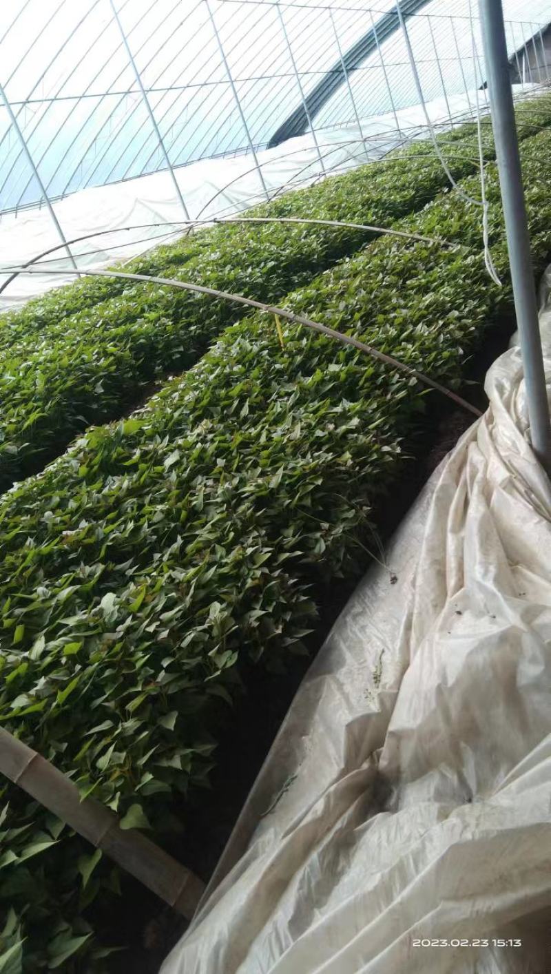 直供2023脱毒红薯苗，哈蜜红薯苗！价格合适