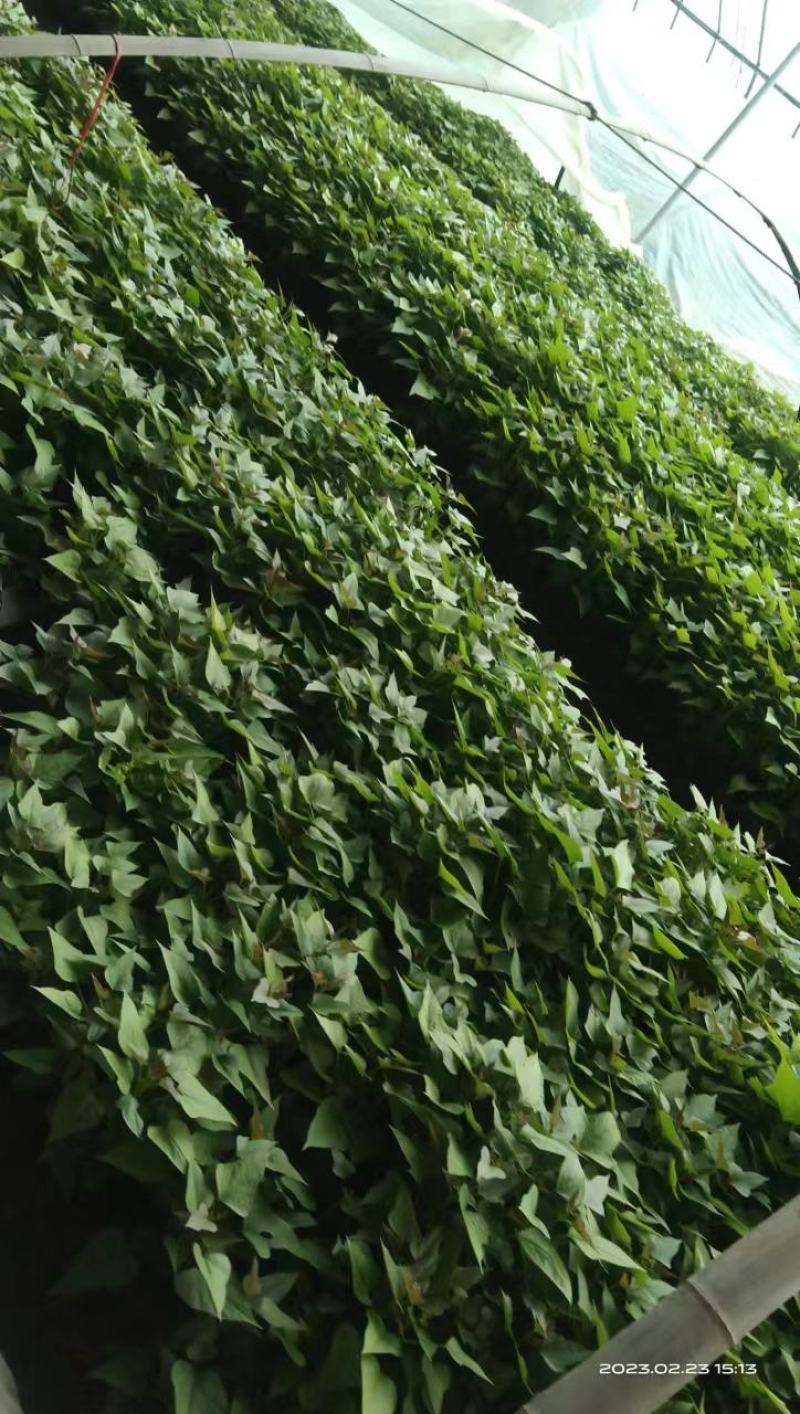 直供2023脱毒红薯苗，哈蜜红薯苗！价格合适