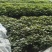 直供2023脱毒红薯苗，哈蜜红薯苗！价格合适