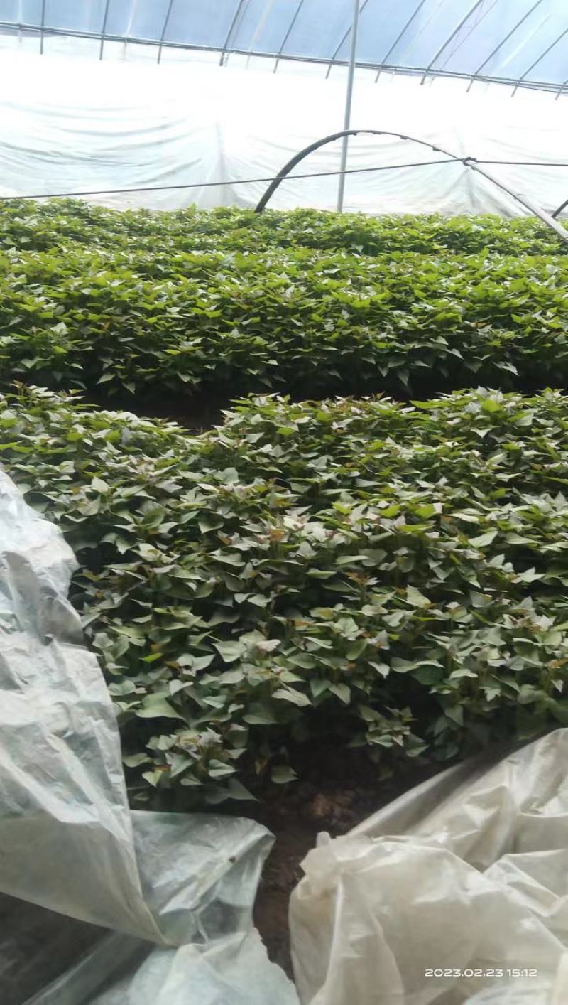 直供2023脱毒红薯苗，哈蜜红薯苗！价格合适