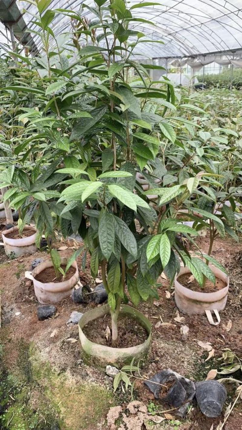 防城金花茶树苗