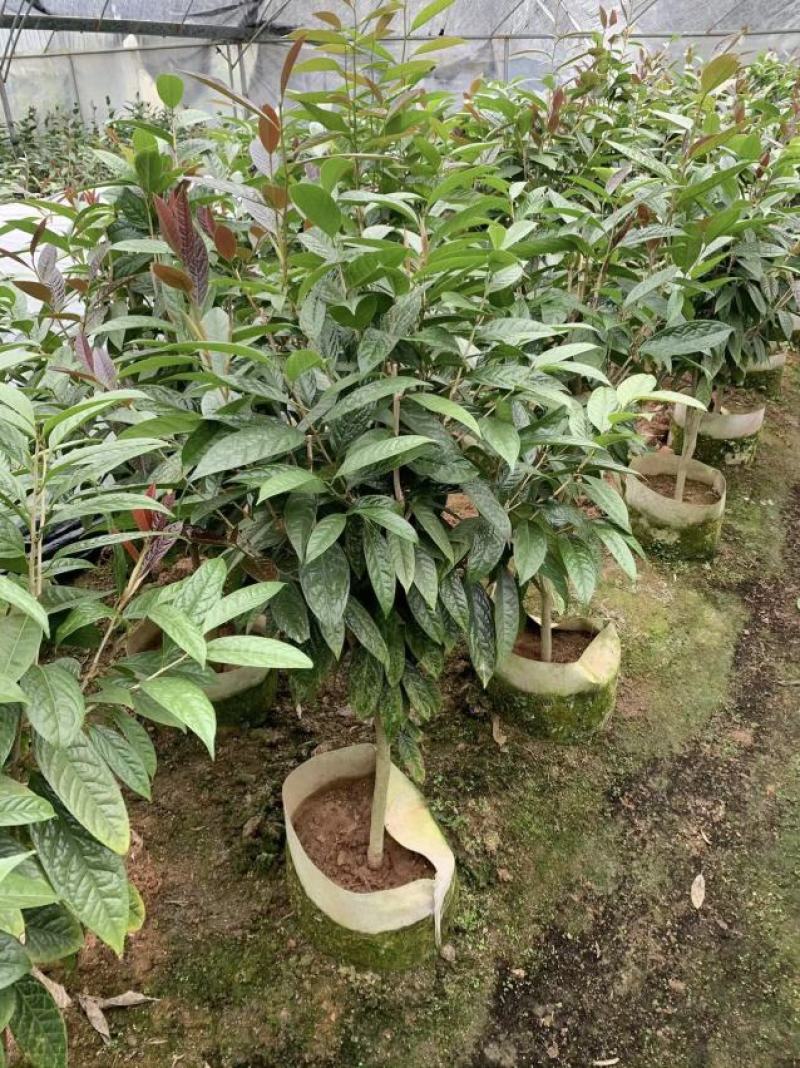 防城金花茶树苗