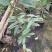 防城金花茶树苗