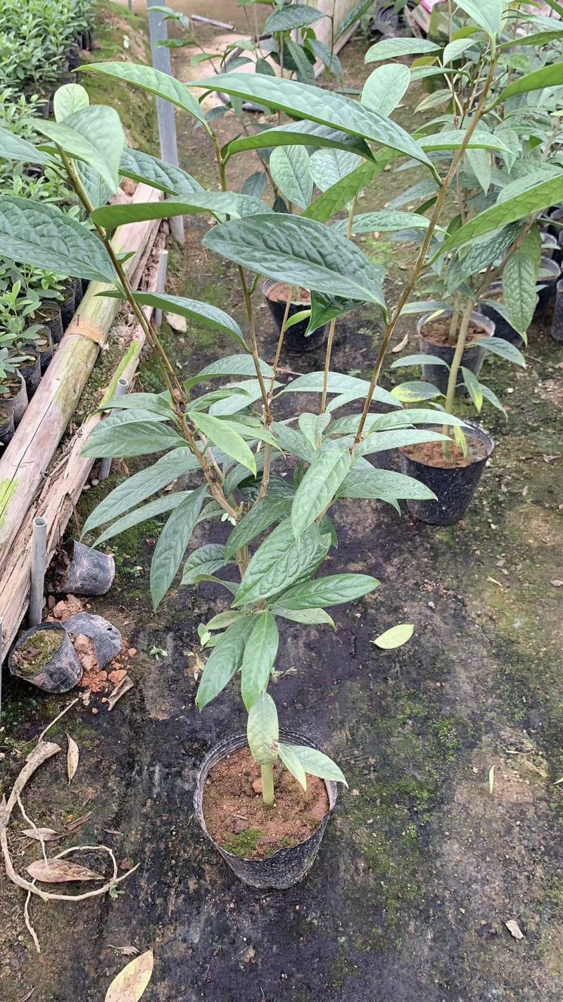 防城金花茶树苗