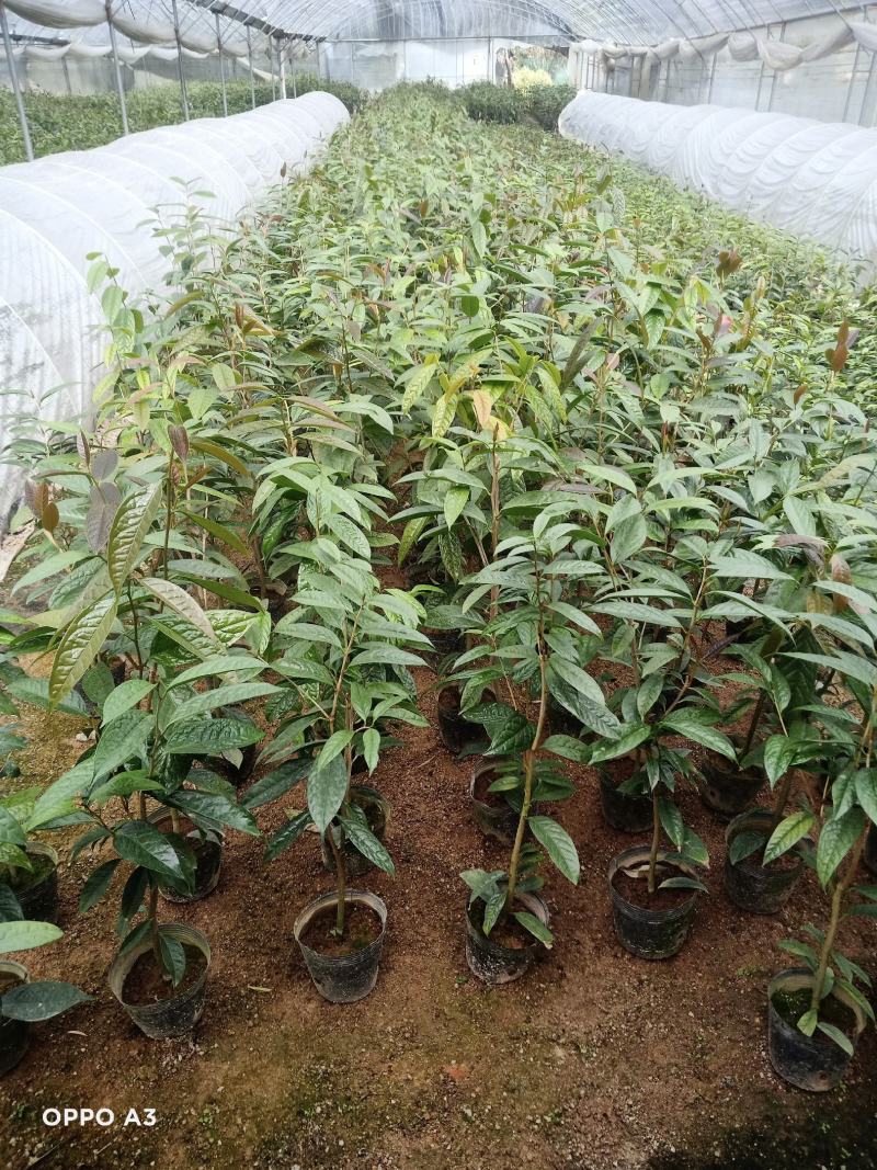 防城金花茶树苗