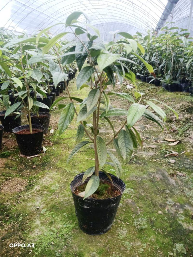 防城金花茶树苗