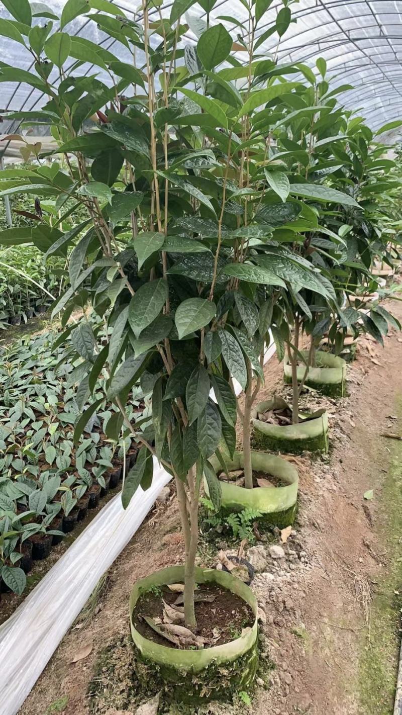 防城金花茶树苗