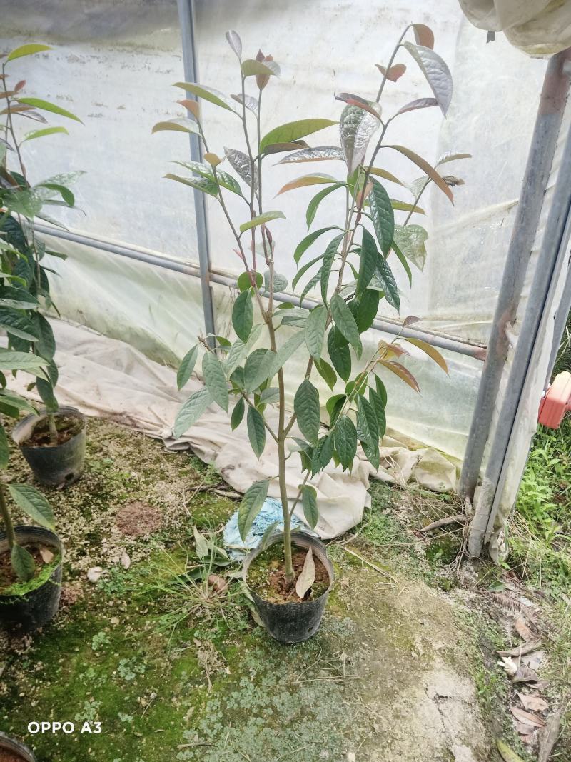 防城金花茶树苗