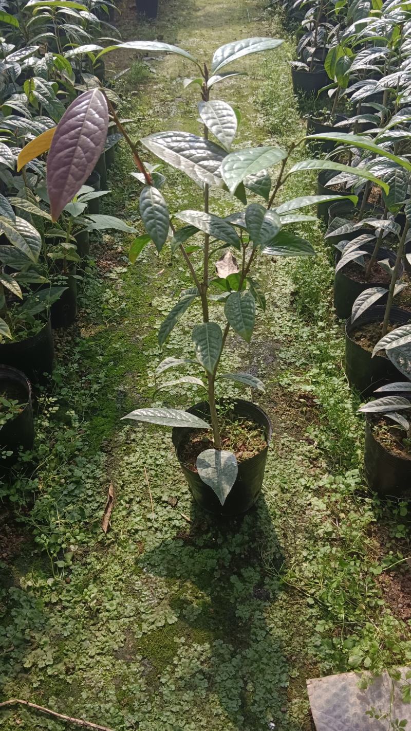 防城金花茶树苗