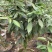 防城金花茶树苗