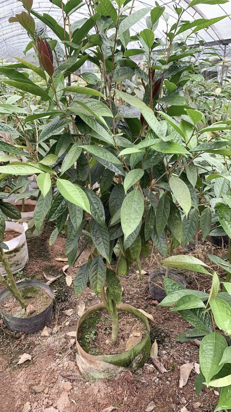 防城金花茶树苗