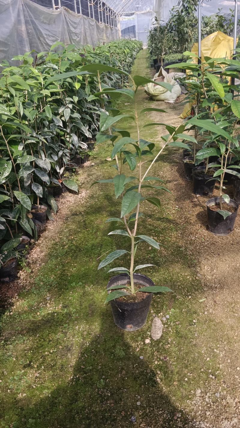 防城金花茶树苗