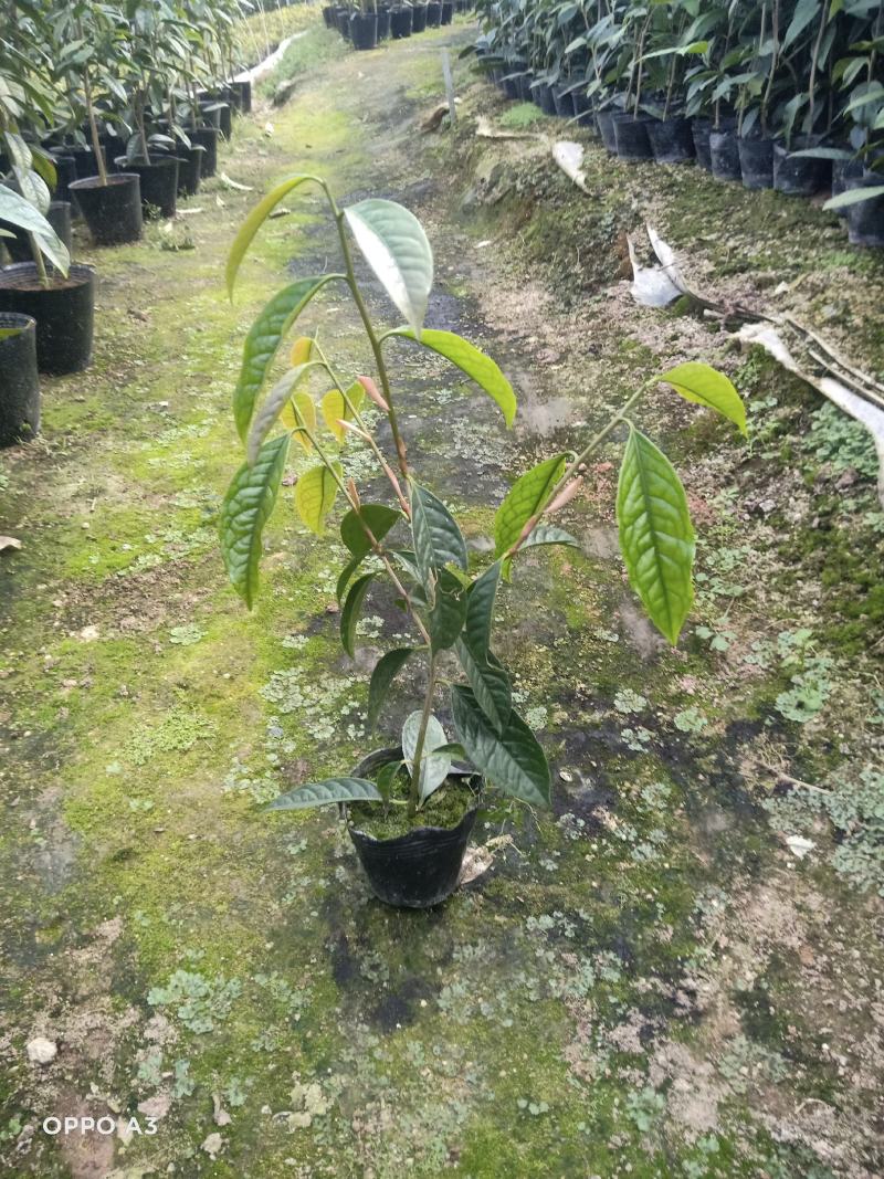 防城金花茶树苗