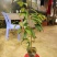 防城金花茶树苗