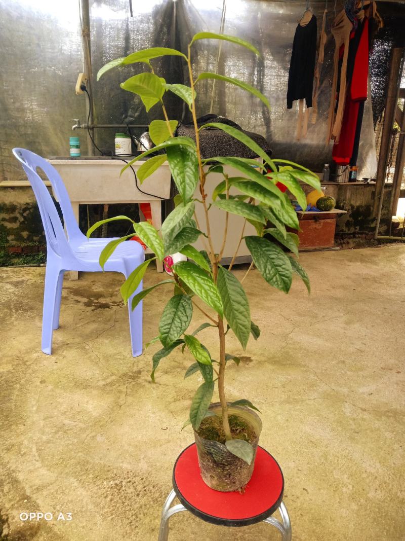 防城金花茶树苗