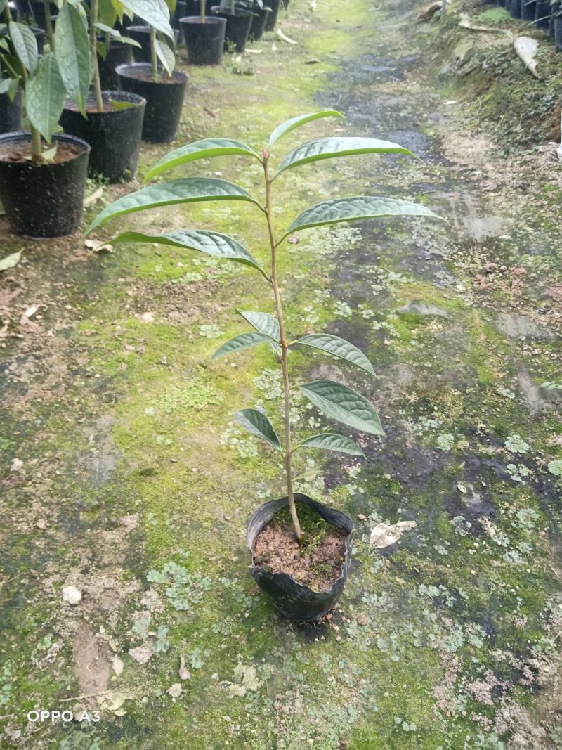 防城金花茶树苗