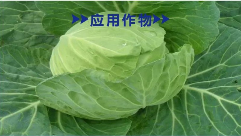 南京保丰珍棒12%虱螨脲虫螨腈甜菜夜蛾菜青虫杀虫剂