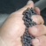 复合微生物菌肥，疏松土壤抗盐碱性抗病抗旱抗逆增加产量