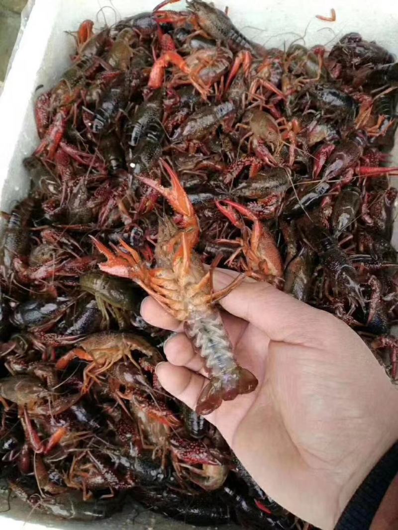海锐水产专注于正宗潜江清水小龙虾品质保证值得信赖！