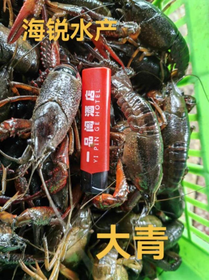 海锐水产专注于正宗潜江清水小龙虾品质保证值得信赖！