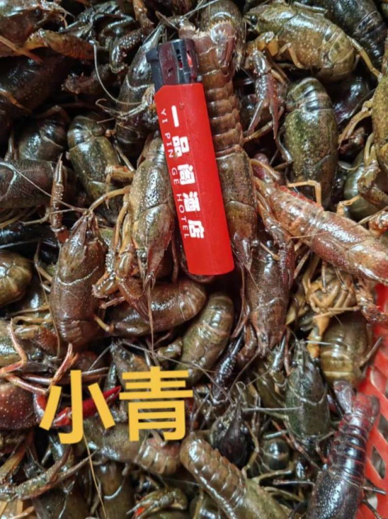 海锐水产专注于正宗潜江清水小龙虾品质保证值得信赖！