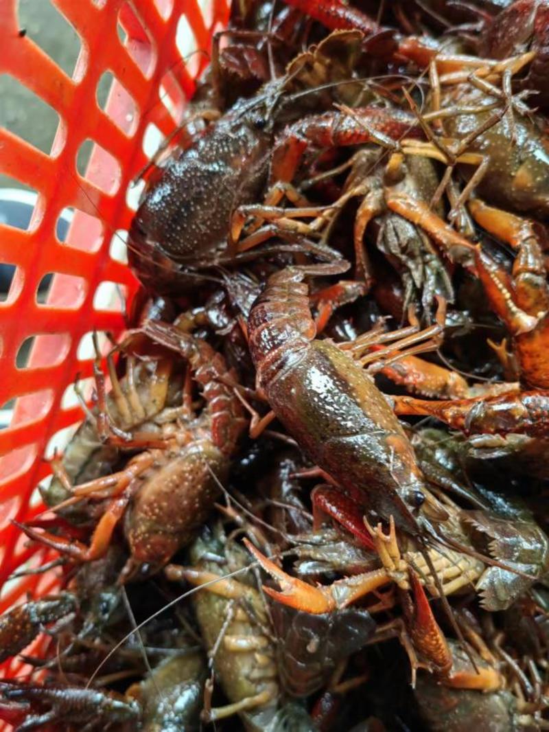 海锐水产专注于正宗潜江清水小龙虾品质保证值得信赖！