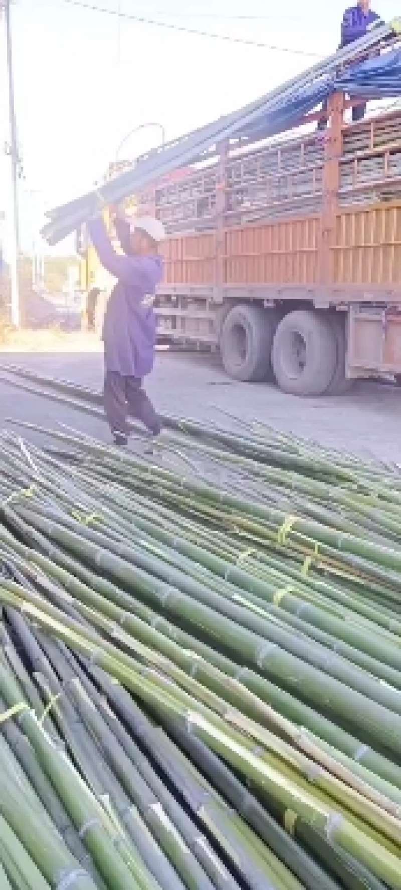 搭大棚用的，南竹
