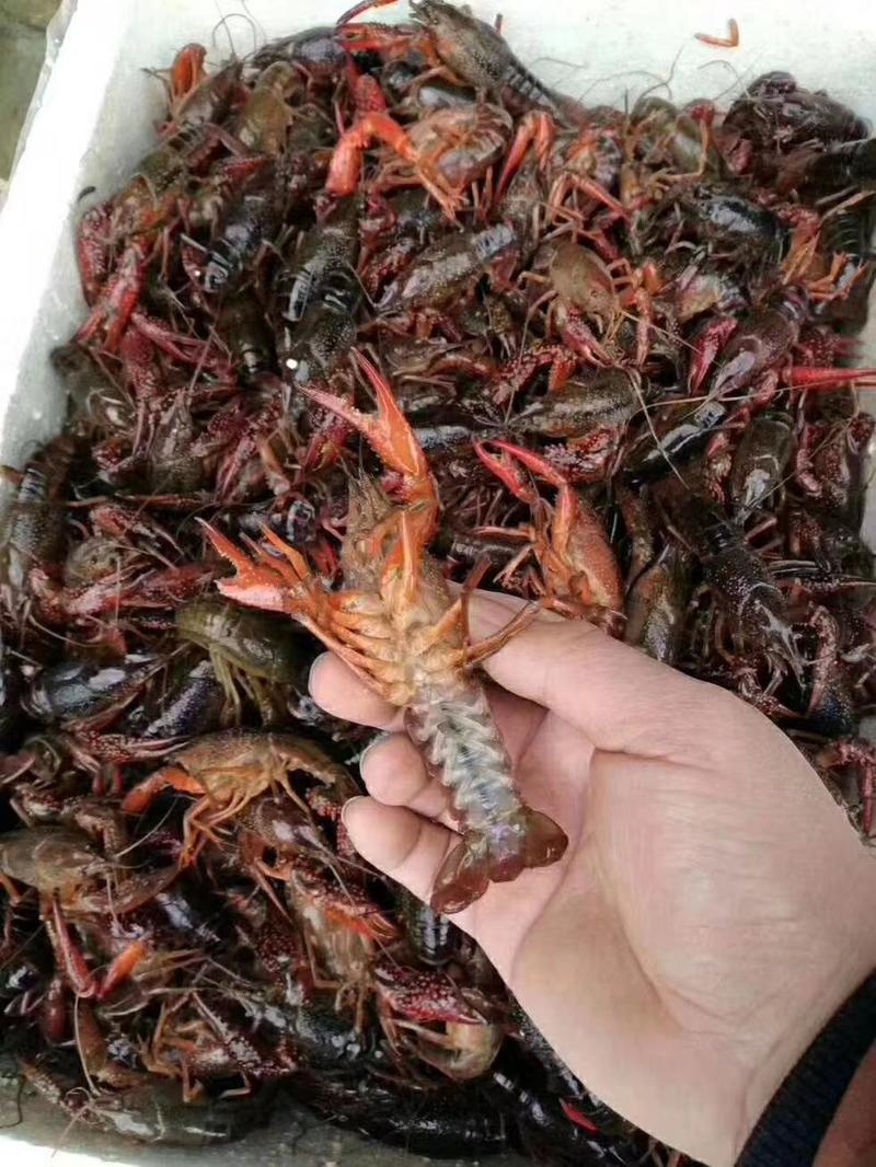 潜江精品红虾小龙虾4到9钱上不封顶货量大成活率高干净无杂