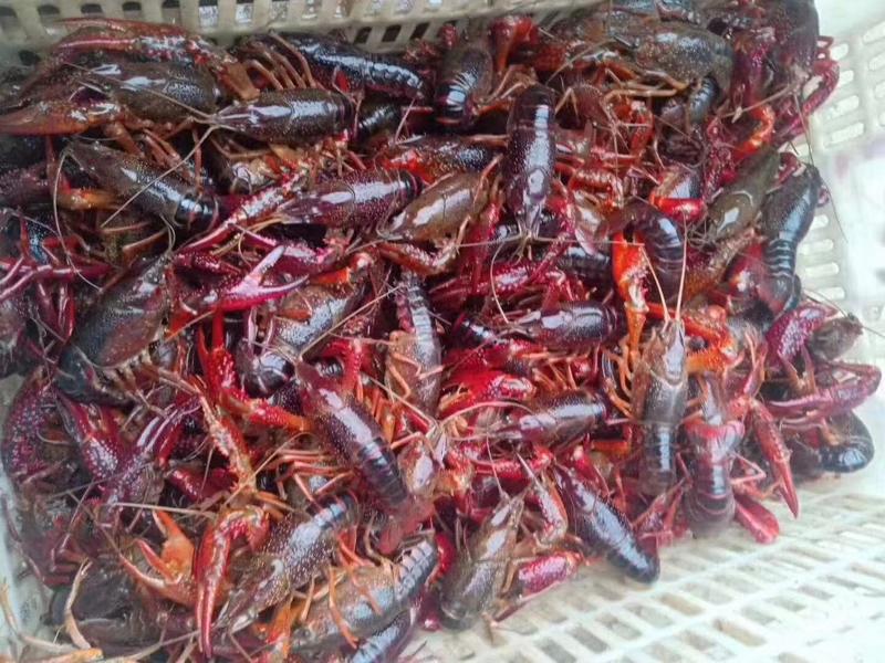 潜江精品红虾小龙虾4到9钱上不封顶货量大成活率高干净无杂
