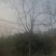 柿树15-18cm