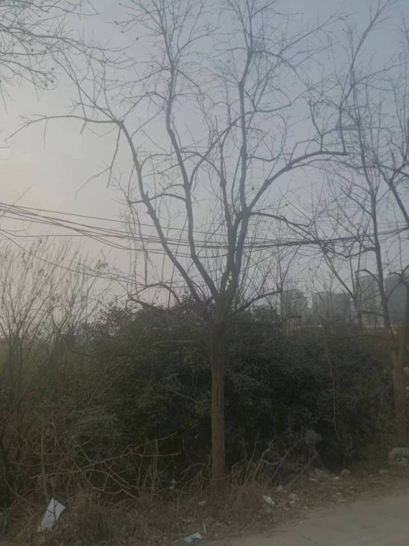 柿树15-18cm
