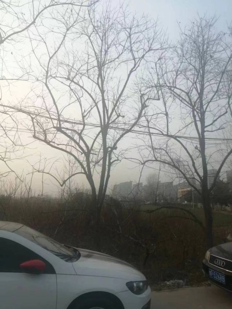 柿树15-18cm
