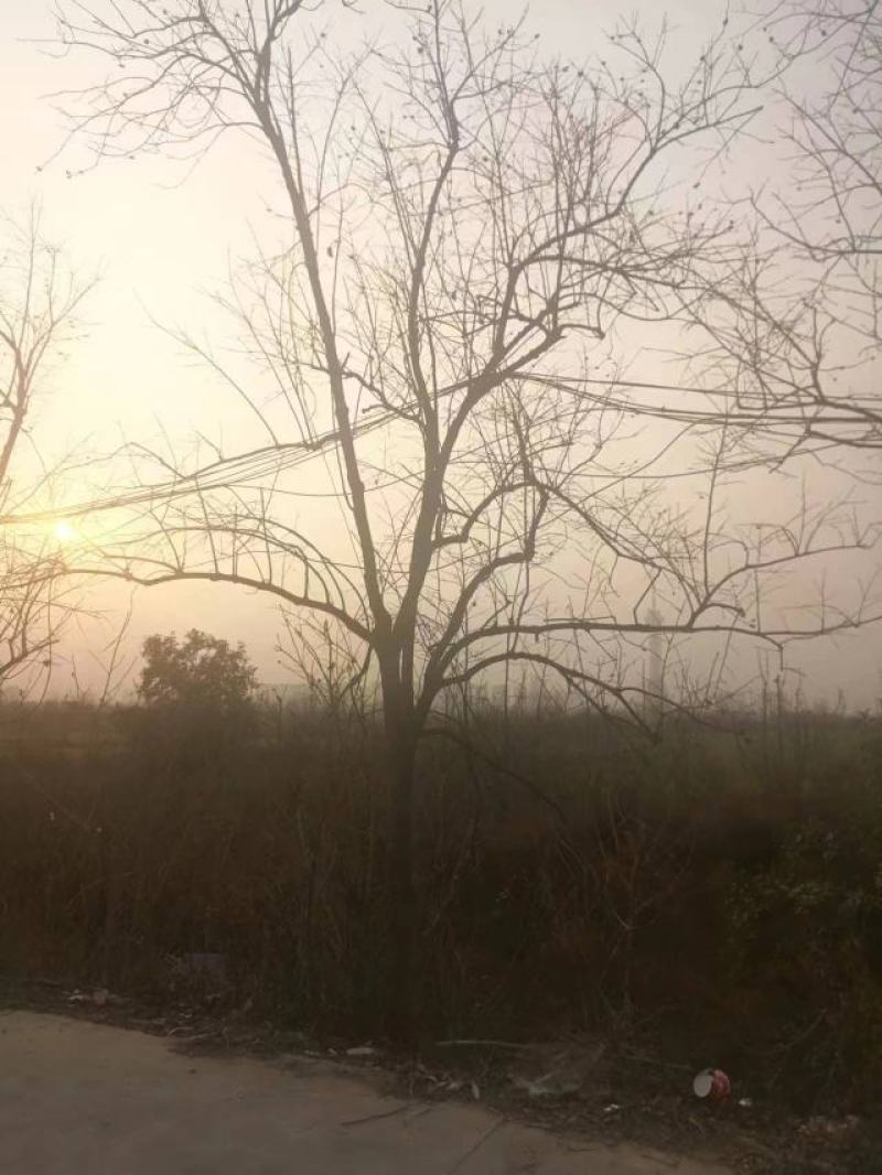 柿树15-18cm