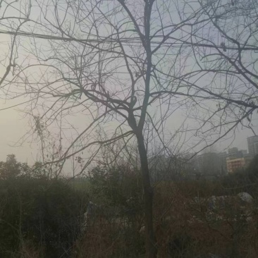 柿树15-18cm