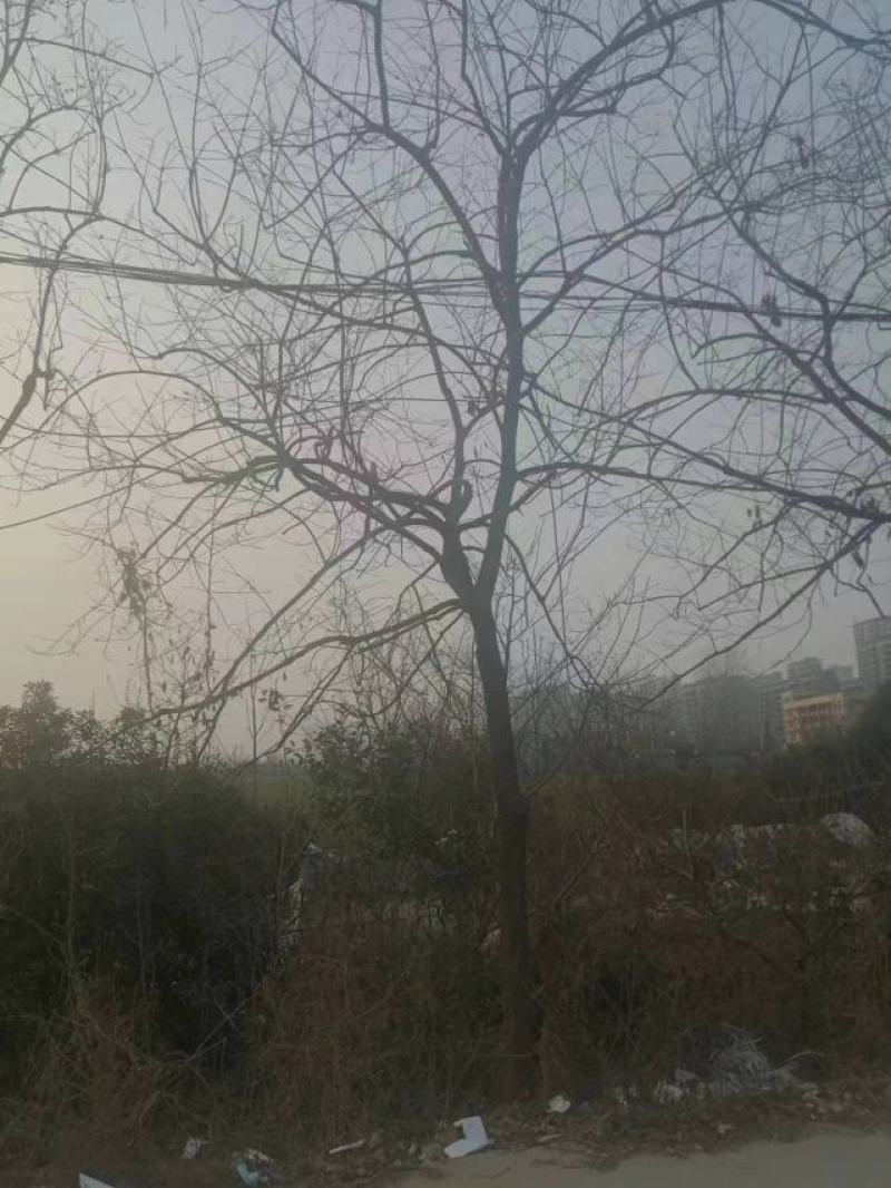柿树15-18cm
