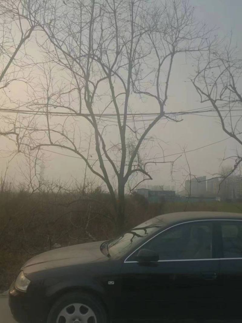 柿树15-18cm