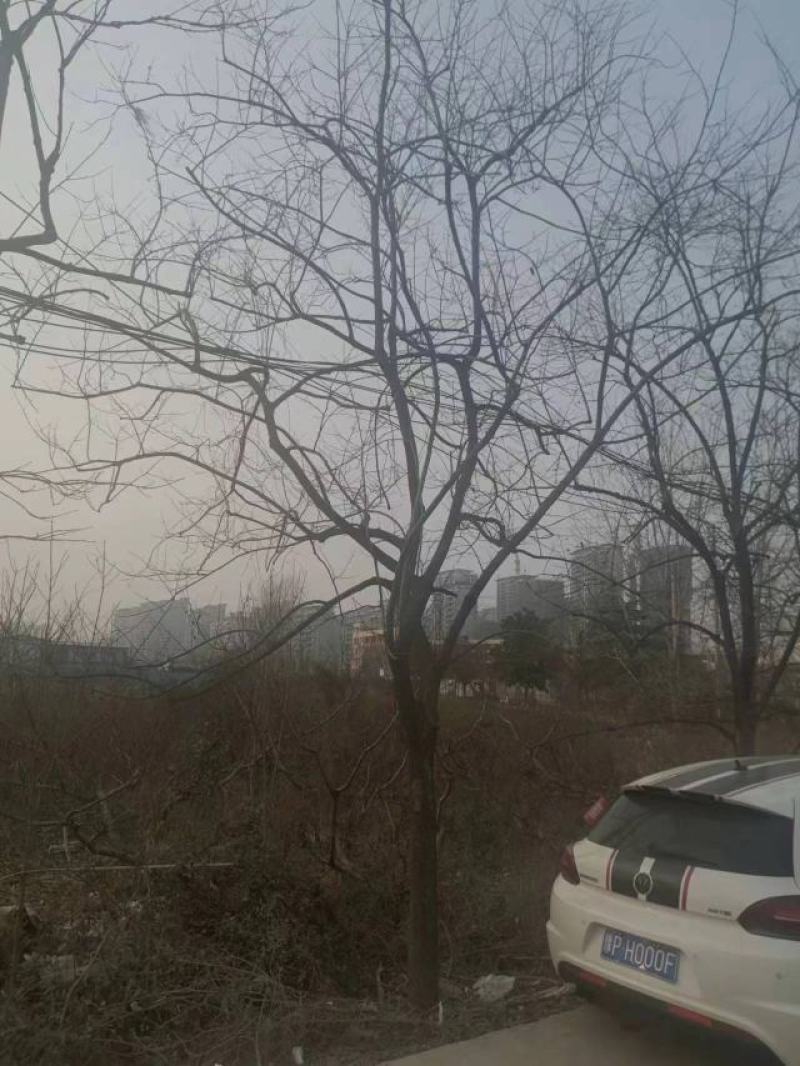 柿树15-18cm