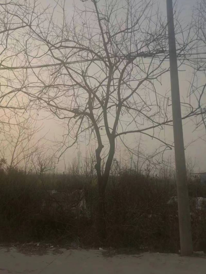 柿树15-18cm