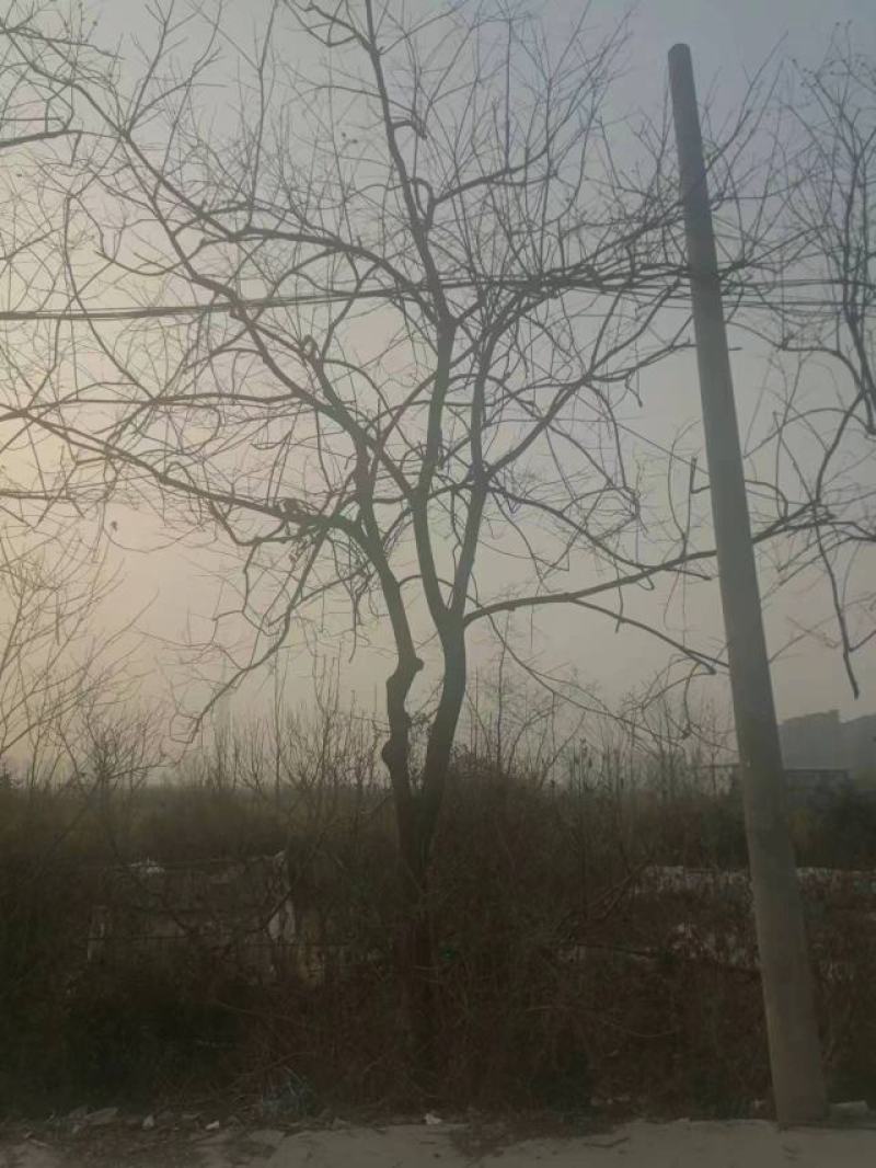 柿树15-18cm