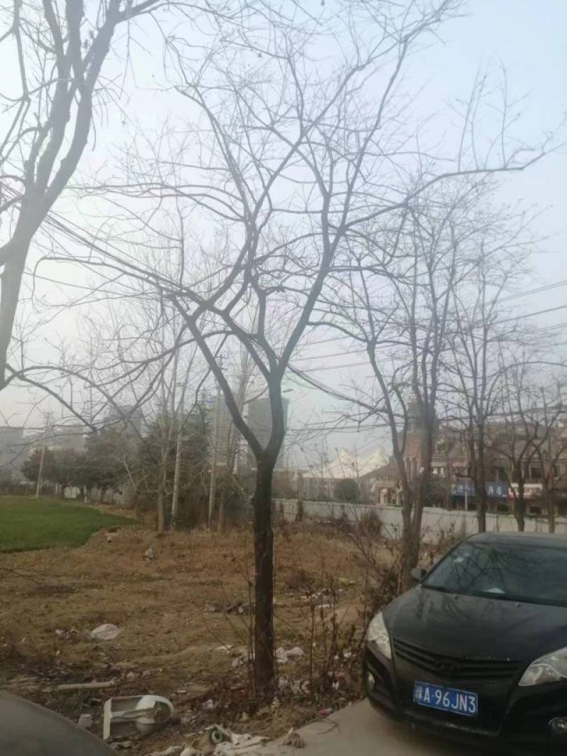 柿树15-18cm