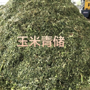 玉米青储玉米黄储玉米青储玉米秸秆发酵饲料