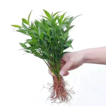 水培新宠竹柏盆栽驱蚊竹富贵竹水养植物室内客厅绿植花卉四季
