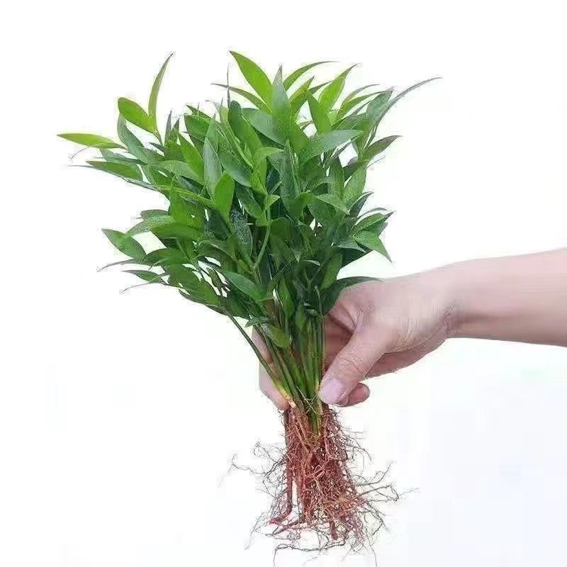 水培新宠竹柏盆栽驱蚊竹富贵竹水养植物室内客厅绿植花卉四季