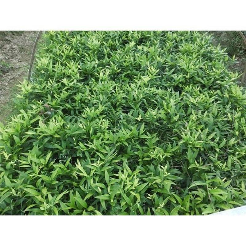 水培新宠竹柏盆栽驱蚊竹富贵竹水养植物室内客厅绿植花卉四季